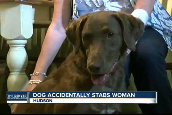 Colorado-woman-stabbed-by-her-knife-loving-dog