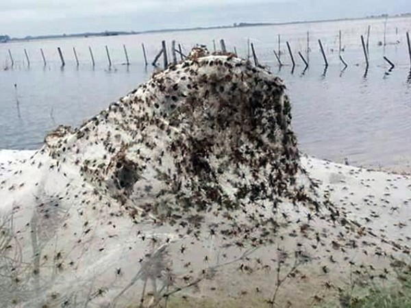 Spider Invasion In Rural Argentina