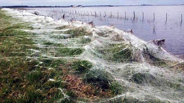 Spider Invasion In Rural Argentina