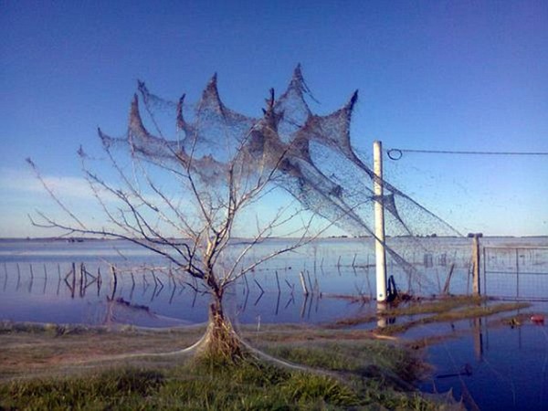 Spider Invasion In Rural Argentina