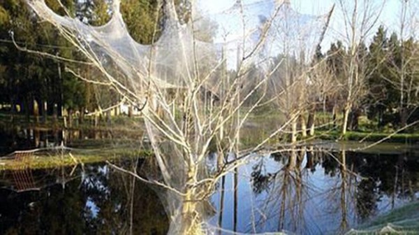 Spider Invasion In Rural Argentina