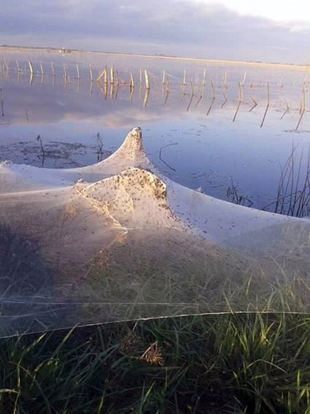 Spider Invasion In Rural Argentina