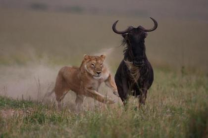 lion_vs_wildebeest