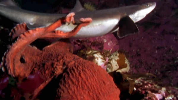 261358659835_261358659835_1080p_2997_OctopusVsShark_DMS-600x337