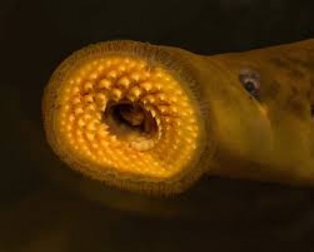 lamprey1_443_355