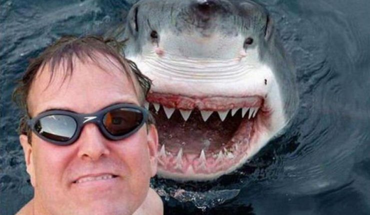 shark-selfie-650-800x547