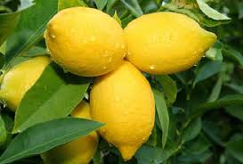 Lemonia