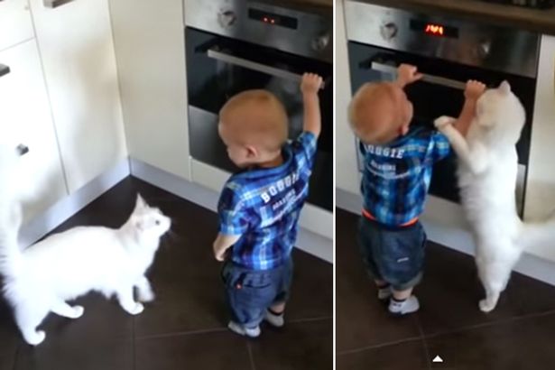 TEASER-Family-cat-protects-little-boy-from-near-certain-accident