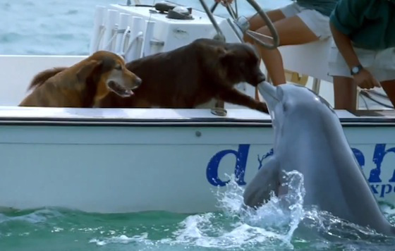 ff-dog-dolphin