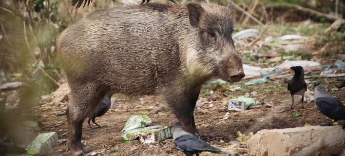 wild_boar.16.5.708