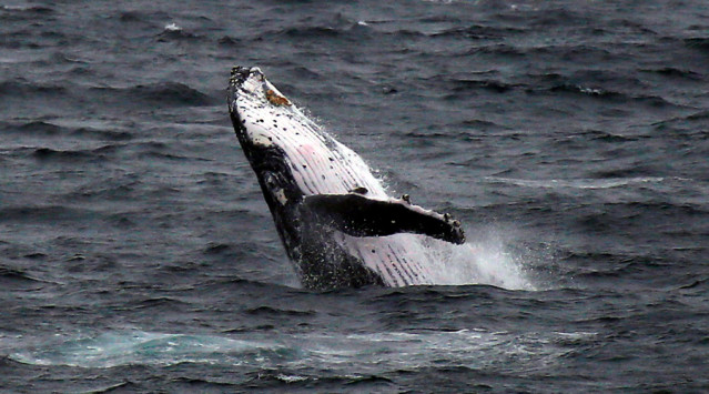 whale_639_355