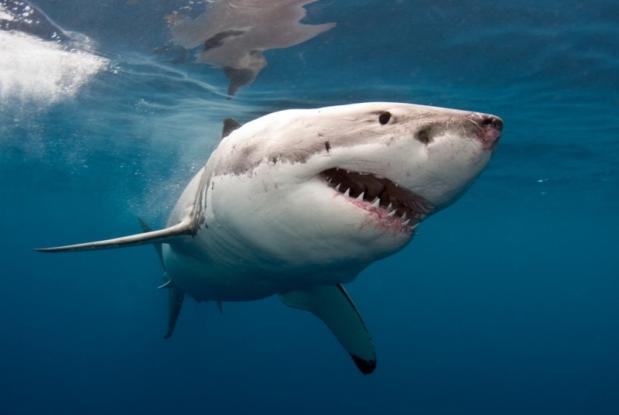 white_shark (1)