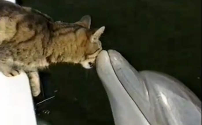 Cat-and-dolphins-playing-together