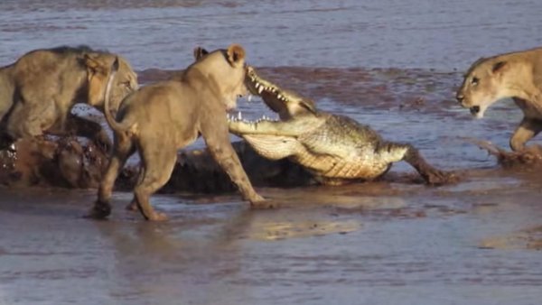 Lions-vs.-Crocodile-Fight-Samburu-National-Reserve-Kenya-August-6-2014