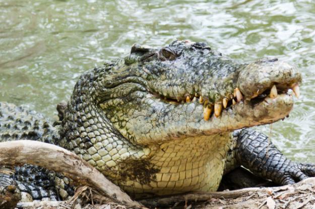 croc-attack