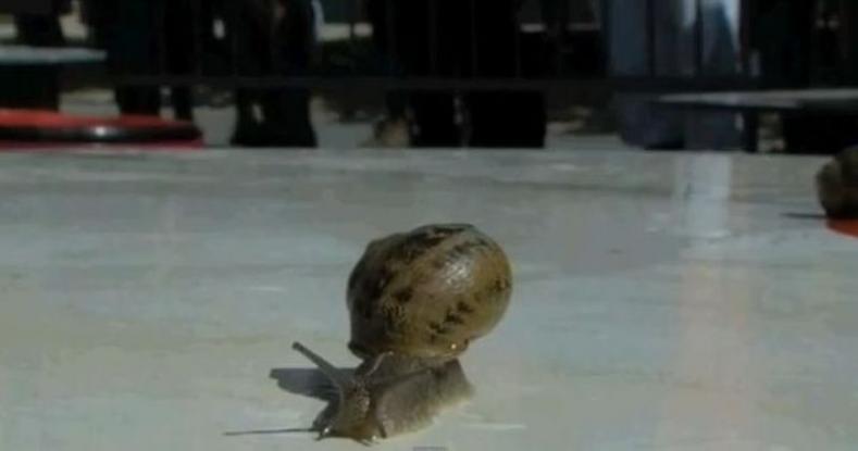 snail (1)