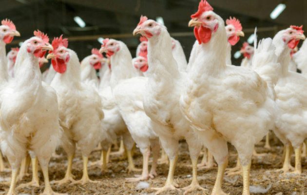 chicken_farm_CREDITBukhanovskyy_Shutterstock-800x450-630x400