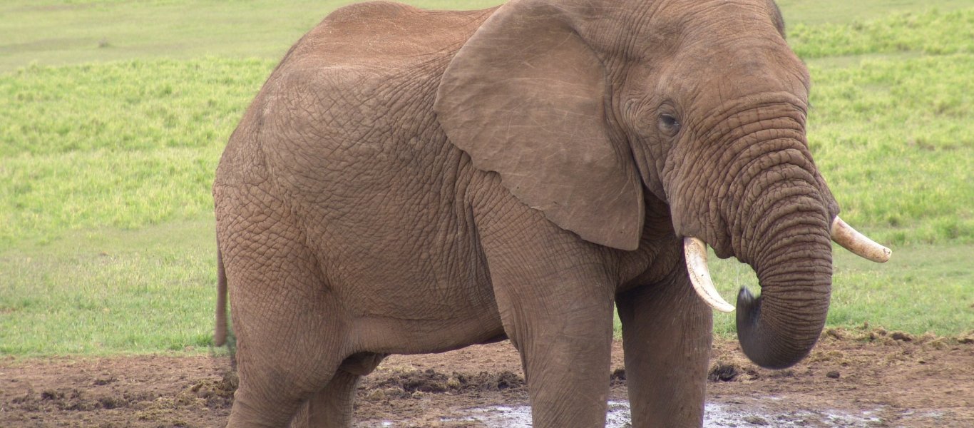 elephant-african-savannah-drinking-in-waterhole-water-hole-in-addo-elephant-park-eastern-cape-south-africa-1-jr