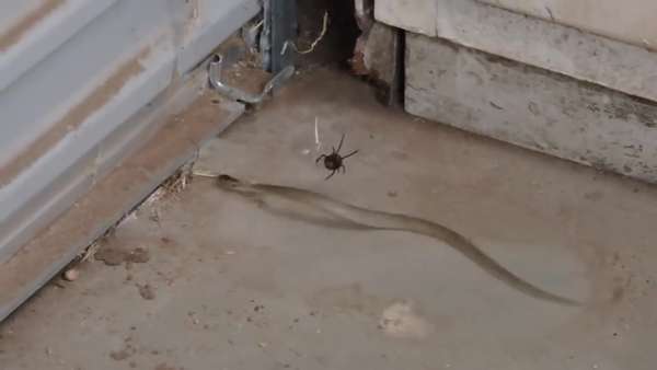 1485446123-Snake-vs-Spider-incredible-fight