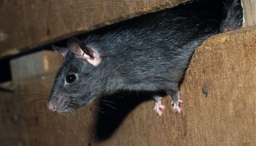 Black-rat