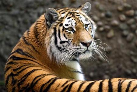 Koshka, a 3-year-old female Siberian tiger, rests in her enclosure at the Denver Zoo, June 12, 2009. Siberian tigers are classified as critically endangered, with an estimated population of less than 400 individuals remaining in the wild. 

REUTERS/Rick Wilking