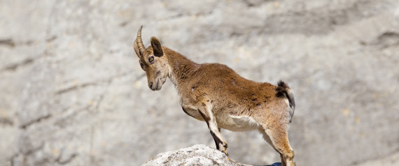 Spanish Ibex (Capra pyrenaica) stood upright with head bowed, on a rock, against a blurred natural background, Andalucia, Spain