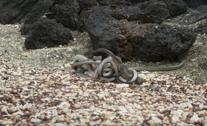 iguana-vs-snake