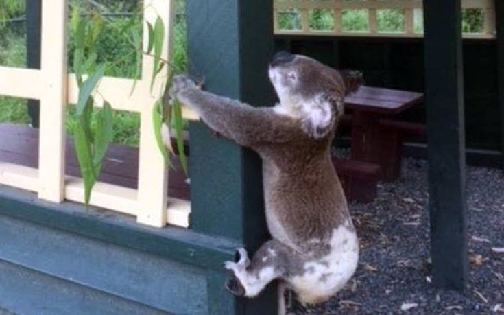 koala1