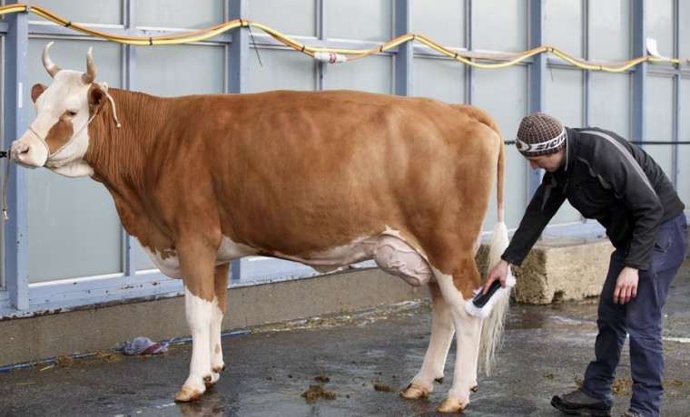 epa06429339 A breeder prepares a cow for the competition, during the Swiss Expo, in Lausanne, Switzerland, 10 January 2018. Swiss Expo is the largest livestock contest form cows in Europe where some 400 breeders and more than 1,000 cows are present during the 22nd edition of the Swiss Expo.  EPA/SALVATORE DI NOLFI