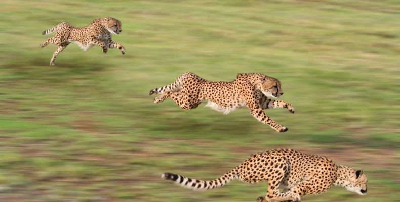 fast_animals-790x400