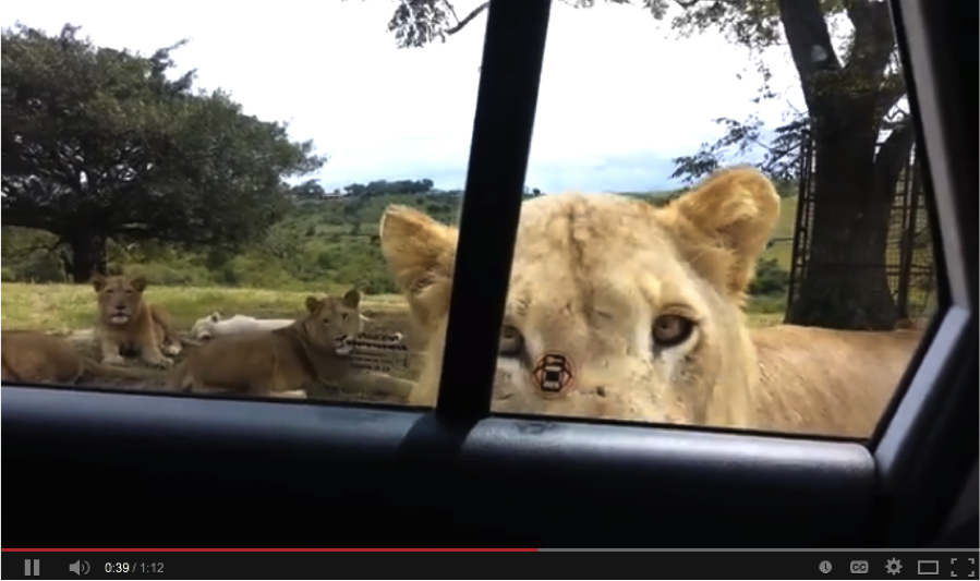 lion-car