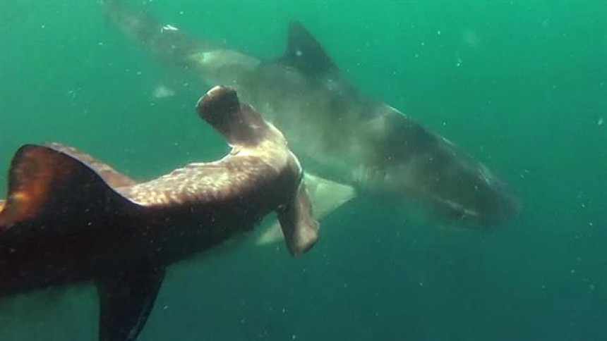 1039309_160726-news-tiger-shark-vs-hammerhead-vin__640x360_733159491628