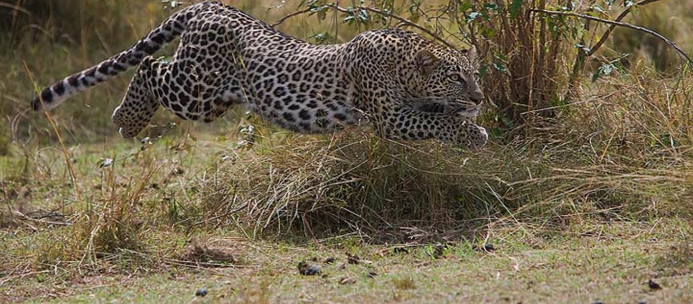 0292_-_leopard_leaping_after_hare_masai_mara_kenya