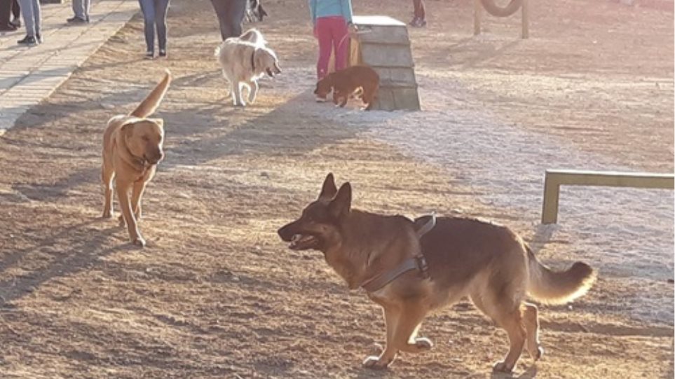 dog_park