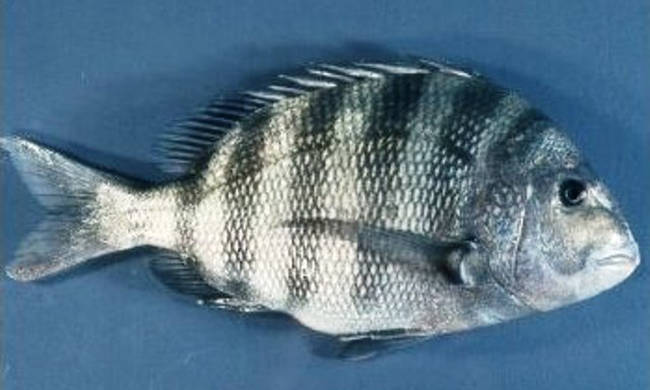 sheepshead_4