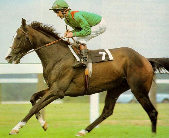 shergar1