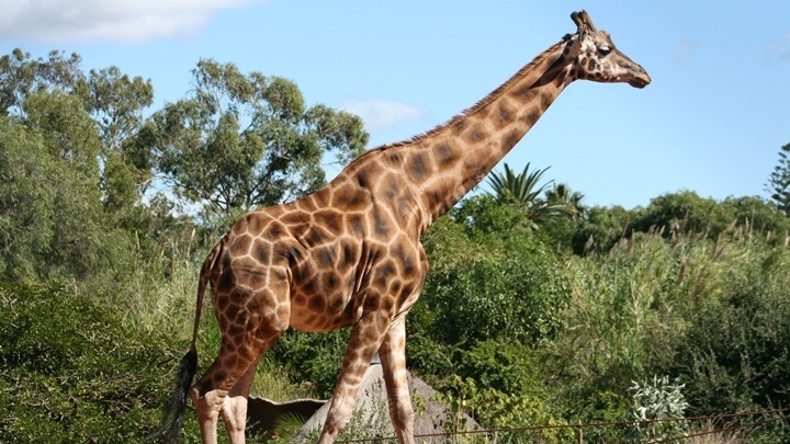 w06-220131giraffe