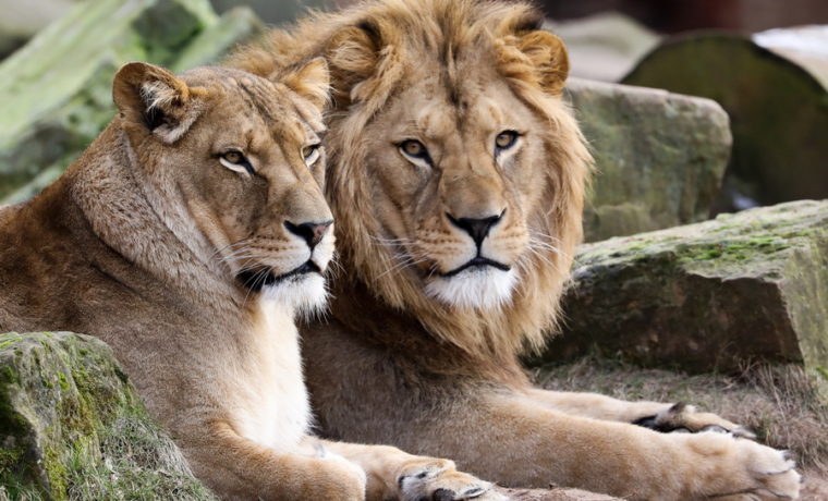 epa06777758 (FILE) - Two Lions rest in the winter sunlight at  the zoo in Hanover, northern Germany, 25 January 2017 (reissued 01 June 2018). According to media reports on 01 June 2018, authorities in Germany are searching for two lions, two tigers and a jaguar which have escaped from a zoo in Luenebach, Eifel.  EPA/FOCKE STRANGMANN