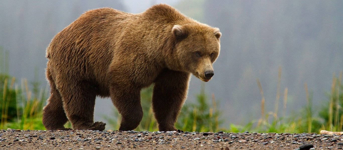 image-w-cred-cap_-1200w-_-brown-bear-page_-brown-bear-in-fog_2_1