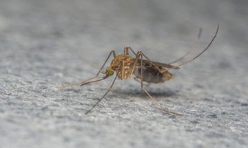 bigstock-A-Mosquito-macro-photo-116838317