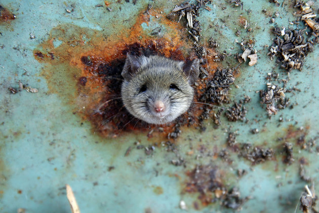 A rat's head rests as it is constricted in an opening in the bottom of a garbage can in the Brooklyn borough of New York