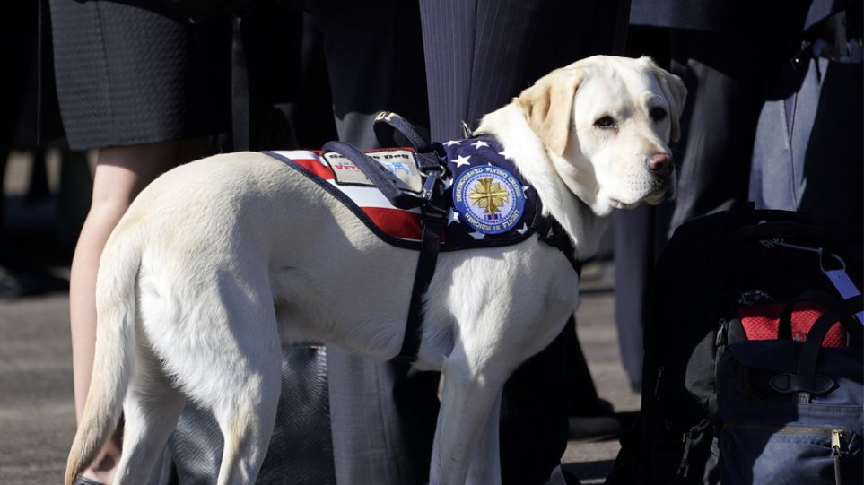 labrador