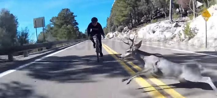 bicycle-deer-708