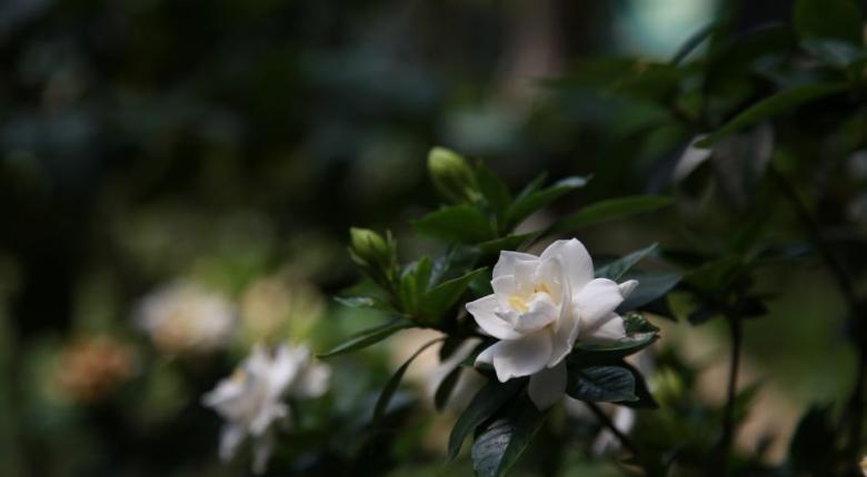 gardenia