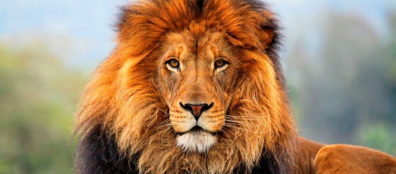 lion