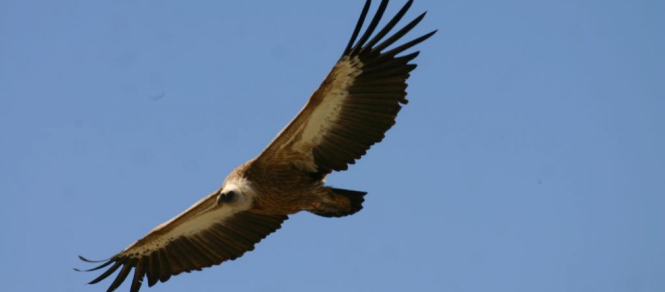 adult_griffon_flying