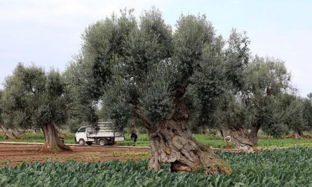 Greek-Farmer-fb-2-700x420 (1)