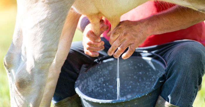 milking