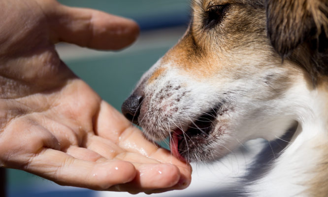 A dog is licking a human hand