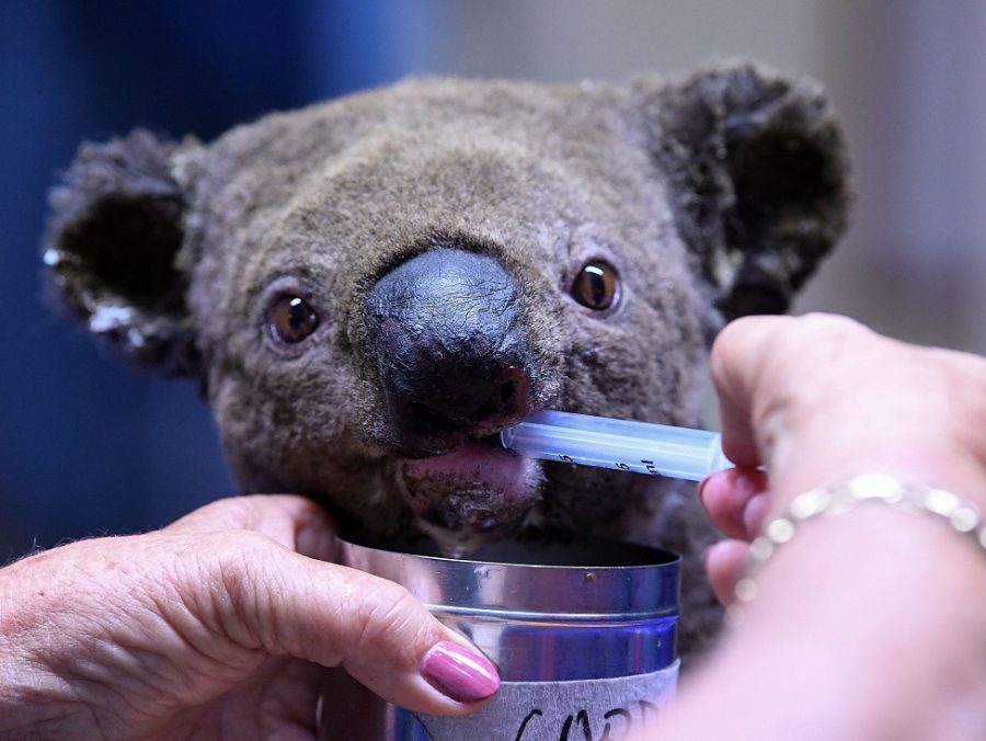 2019_11_26_10_12_40_koala1-900x676